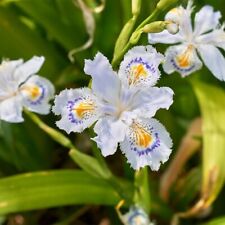 Piante iris japonica usato  Vo