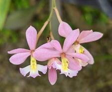 Orquídea híbrida fácil de cultivar Epidendrum coronatum x ellipticum. Novo híbrido! comprar usado  Enviando para Brazil