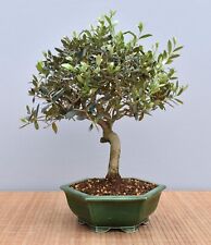 Bonsai mediterraneo oliva usato  Spedire a Italy