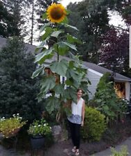 Girasole gigante altezza usato  Cirie