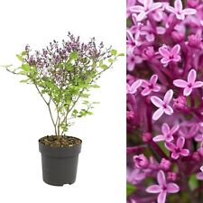 Syringa flowerfesta purple for sale  GLASGOW