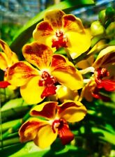 Vanda golden red for sale  Shipping to Ireland