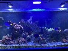 Marine aquarium live for sale  HYDE