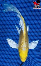 many koi fish for sale  Claudville