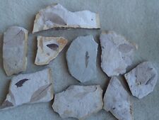 Assorted leaf fossils for sale  Marshfield