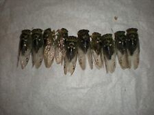 Cicada insect for sale  Joliet