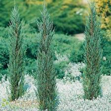 Juniperus blue arrow gebraucht kaufen  Rheindahlen