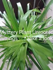Free monstera delecious for sale  Greenbelt