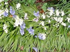 Wood hyacinth seeds for sale  Beachwood