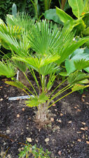 Trachycarpus wagnerianus palmi d'occasion  Mont-près-Chambord