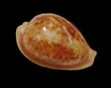 Used, Shell CYPRAEA SURINAMENSIS Brazil 36,1 mm # BIG SIZE for sale  Shipping to South Africa