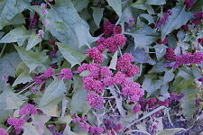 Semi spinato fragola usato  Spedire a Italy