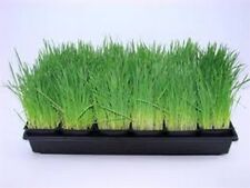Cat Grass- 100 Seeds - - BOGO 50% off SALE, used for sale  Shipping to South Africa