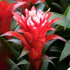 Guzmania hope bromeliad for sale  UK