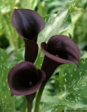 Black calla lily for sale  Spring