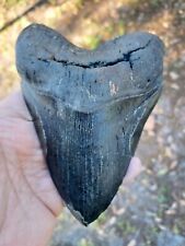 white shark jaws for sale  Jacksonville