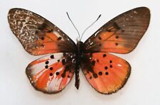 Butterfly male acraea for sale  Shipping to Ireland