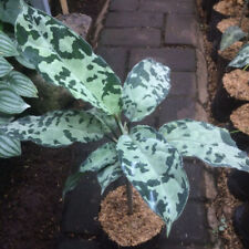 Aglaonema Pictum Bicolour Free Pithosanitary Ship By Dhl Express for sale  Shipping to South Africa