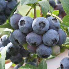 Blueberry colour bells for sale  LLANDYSUL