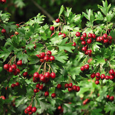 Common hawthorn hedging for sale  IPSWICH