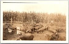 Postal de cerdos en granja aves de corral y animales de granja segunda mano  Embacar hacia Argentina