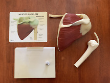 Anatomical shoulder model for sale  South Portland