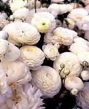 White ranunculus 10 for sale  Benton Harbor