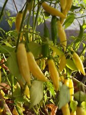 Paprika chili peperoni gebraucht kaufen  Dargun