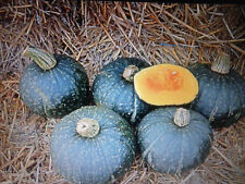 ZUCCA DELICA, RARA, PUMPKIN, FIORI DI ZUCCA GIGANTI, SEMI SEEDS segunda mano  Embacar hacia Argentina