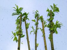 willow cuttings for sale  BRACKNELL