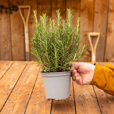 Rosemary bush cooking for sale  UK