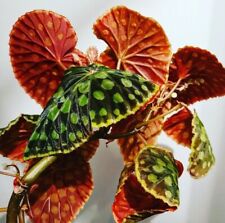 Begonia red chlorosticta for sale  STAFFORD