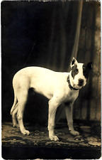C1910 dog rppc for sale  Philadelphia