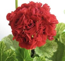 Bornholm pelargonium gebraucht kaufen  Mühlenbach