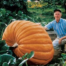 Pumpkin dills atlantic for sale  KEIGHLEY