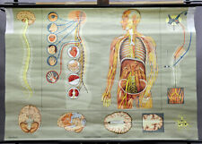 mapa vintage pull down sistema nervoso humano biologia do corpo humano comprar usado  Enviando para Brazil