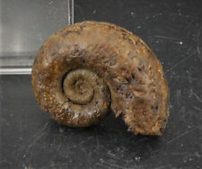 Fossile ammonite harpoceras d'occasion  Marcq-en-Barœul