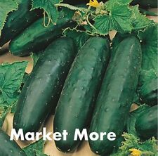 Cucumber plug plants for sale  WAKEFIELD