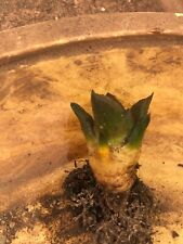 Ariocarpus lloydii 5cm usato  Santeramo In Colle