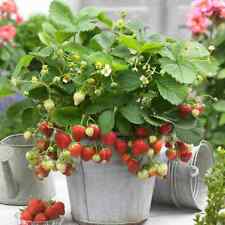 Strawberry sweetheart bareroot for sale  UK