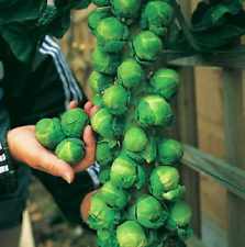 Italienischer rosenkohl trafal gebraucht kaufen  Ronsdorf