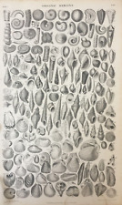 Restos orgánicos impresos antiguos fechados 1859 grabado fósiles conchas segunda mano  Embacar hacia Argentina