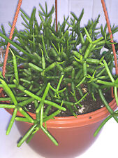 Rhipsalis coral cactus for sale  WELLING