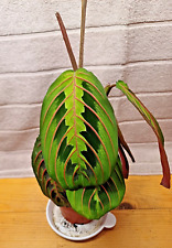 Prayer plant red for sale  SLEAFORD