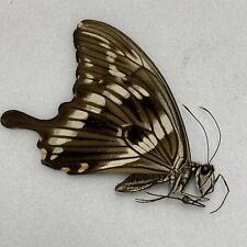 Butterfly papilio contstantinu for sale  READING