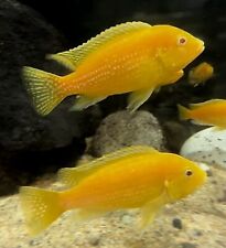 Yellow lab cichlid for sale  HORSHAM