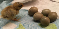 King quail button for sale  SUTTON