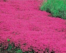 Creeping Thyme RED Ground Cover Perennial Low HERB Fragrant Non-GMO 300 Seeds! for sale  Sevierville