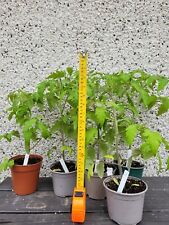 Big tomato plants for sale  ELGIN