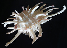 Large white spondylus. for sale  Jasper